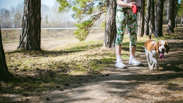 Young pet dog breeds beagle walking in the park outdoors. The girl carefully walks the puppy on a leash, plays and trains with him