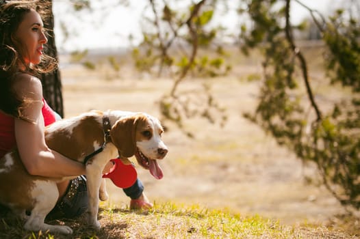 Young pet dog breeds beagle walking in park outdoors. woman carefully walks puppy, plays and tranitsiruetsya, sits with pet in an embrace under tree on grass in woods in clearing