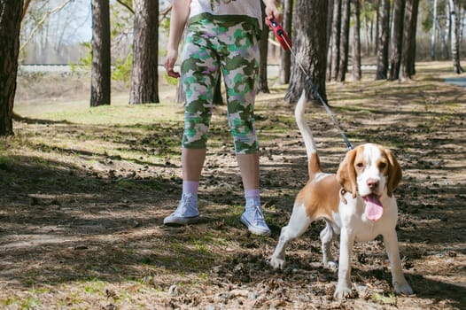 Young pet dog breeds beagle walking in the park outdoors. The girl carefully walks the puppy on a leash, plays and trains with him