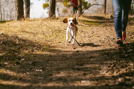 Young pet dog breeds beagle walking in the park outdoors. The girl carefully walks the puppy on a leash, plays and teaches, runs around with him