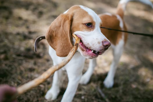 Young pet dog breeds beagle walking in the park outdoors. The puppy gnaws a stick
