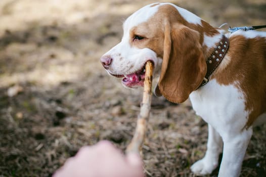 Young pet dog breeds beagle walking in the park outdoors. The puppy gnaws a stick