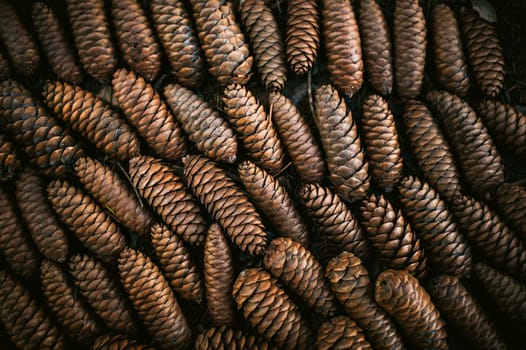 Fir cones lie on the ground in the forest, lined up in rows