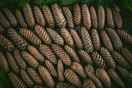 Fir cones lie on the ground in the forest, lined up in rows