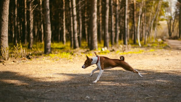 dog walks in the forest park