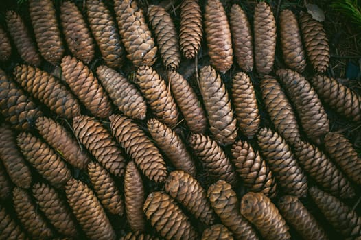 Fir cones lie on the ground in the forest, lined up in rows