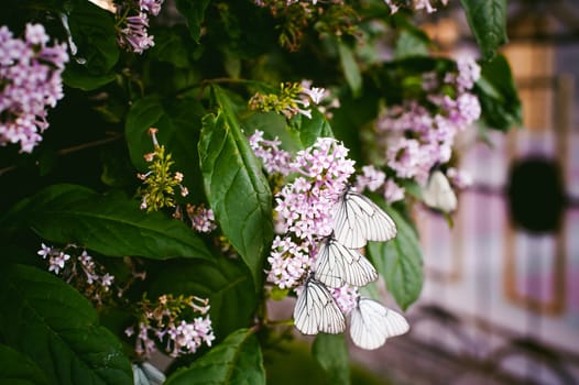 white butterflies on flowers of lilac and green leaves