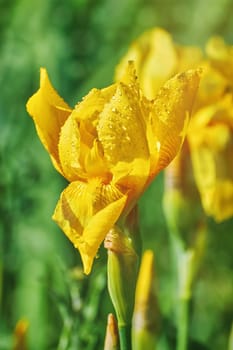 Flower of an Yellow Iris with Water Drops
