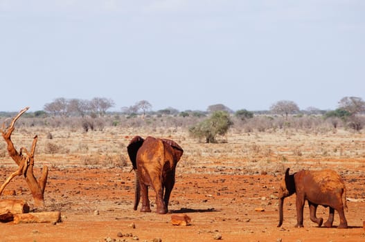 Elephant with cub away from the waterhole of Tsavo East Kenya
