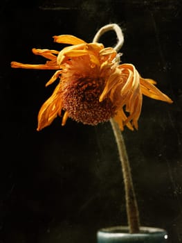 Withered yellow daisy flower on a dark background