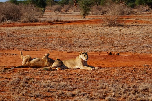 Two lions in the savannah of Tsavo East in Kenya