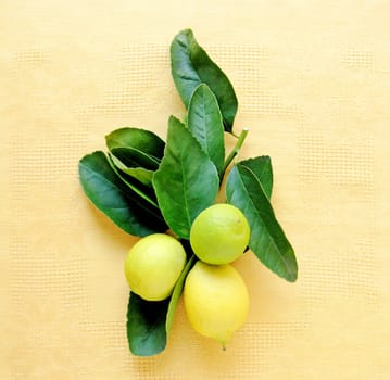 Lemons with leaves still attached to a branch with room for text