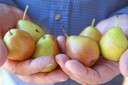 A older man holds several small, ripe pears