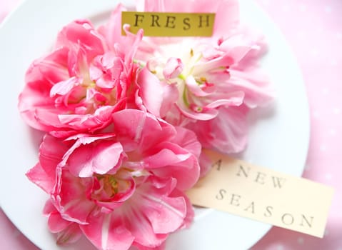 Peony-flowered tulips on a white plate with the words 'fresh' and 'a new season'