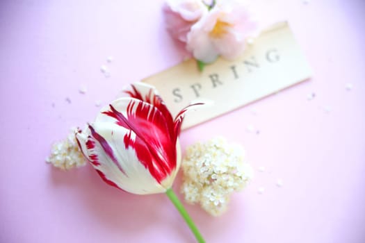 Fresh tulip with photinia blossoms and camellias with the word 'spring' on a pink background