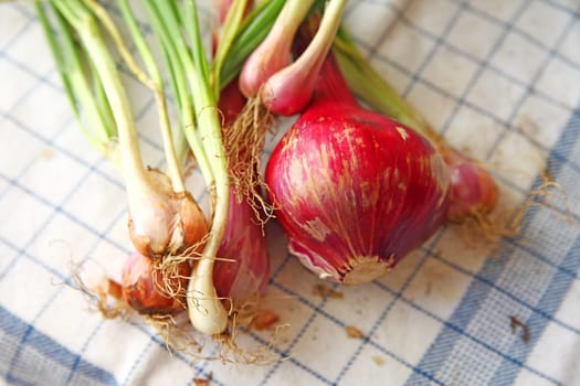 Assorted spring onions with a mature red onion on a dish cloth