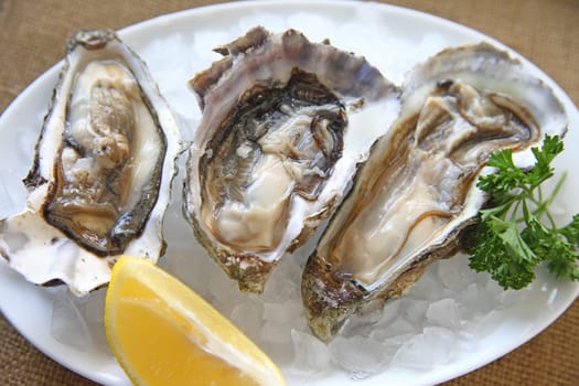 Three raw oysters on the half shell on ice with lemon