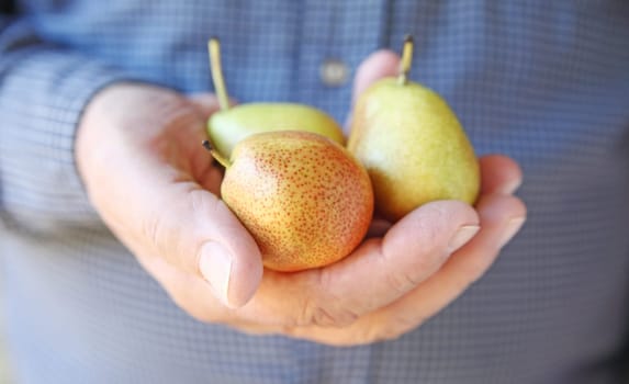 A man with three small, ripe pears