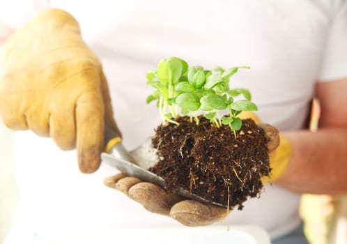 A man with work gloves holds a trowel with a clump of basil seedlings ready to transplant