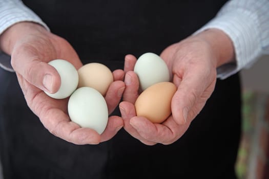 A man in a black apron holds several araucana eggs with room for text