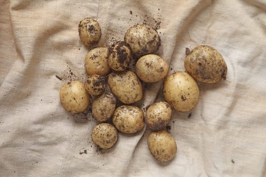 Freshly dug potatoes on burlap from overhead
