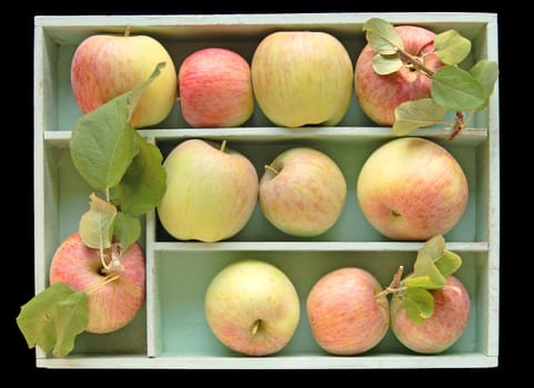 Freshly-picked apples in a pale green box