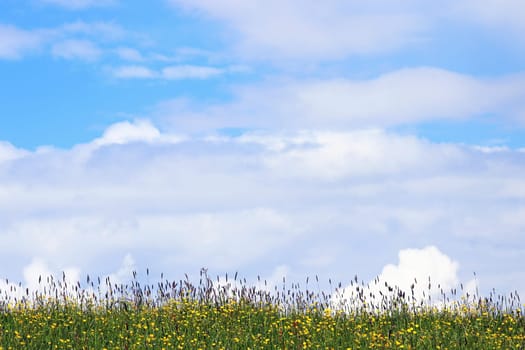 Spring meadow with flowers and white-blue sky. Clouds in the sky over a flowering meadow in spring or summer