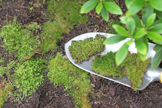 Constructing a moss garden with a trowel of moss sections, azalea leaves in the foreground