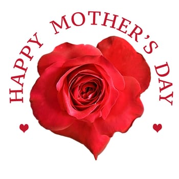 Mothers Day greeting with red rose flower on white background