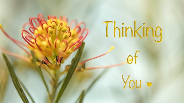 Condolence card for a  sad occasion background with Australian flora theme and greeting Thinking of You