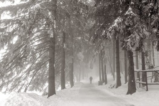 Snowy winter forest with pedestrians in monochrome