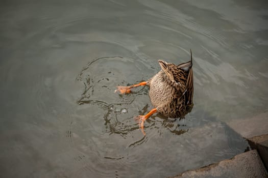 Female duck during a dive