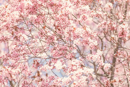 Spring blossom pink tree flowers background