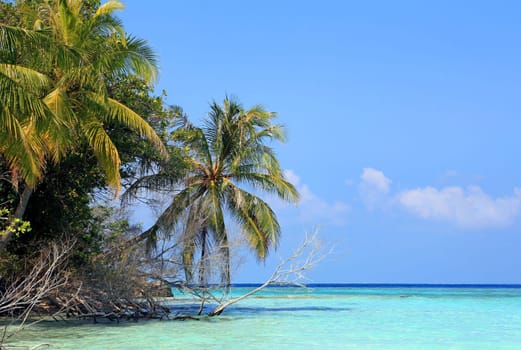 A Maldives island with coconut palms and turquoise sea