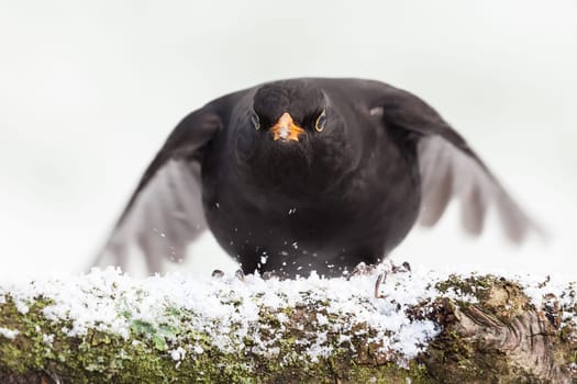 Wild male blackbird close up coming in to land on a snowy log in winter time. Located in Norfolk United Kingdom. White snow background behind common bird