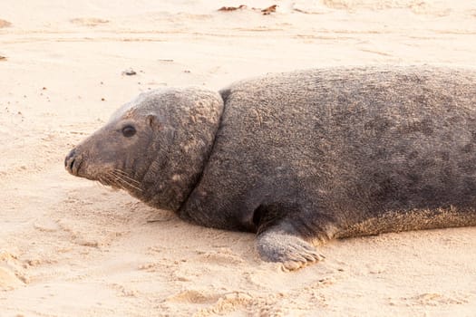 Large wild seal close up on teh Norfolk coast line in winter