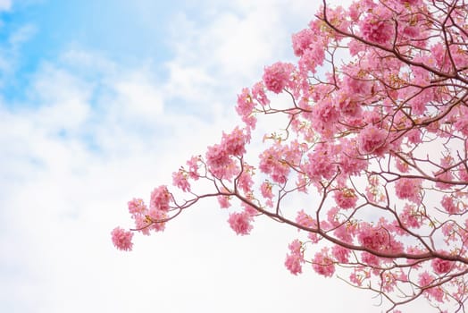 Beautiful Pink Trumpet flower or Tabebuia heterophylla with blue sky