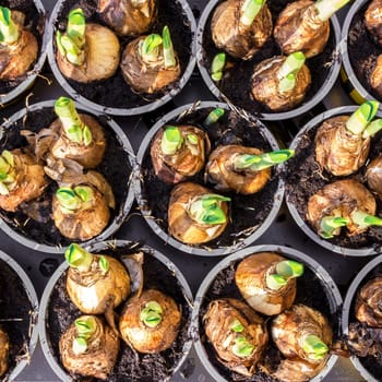Preparation for planting narcissus close up. Flat lay.
