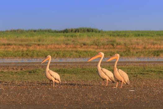 white pelicans (pelecanus onocrotalus). Danube Delta, Romania
