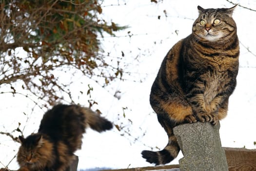 Two cats climbed onto a fence. A cat with a funny,stupid look
