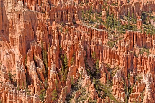 Colorful Hoodoos in Bryce Canyon in Utah