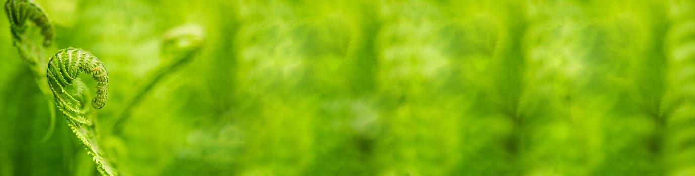 Green fern in detail as background