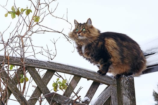 A pretty brown-black Norwegian forest cat has climbed a fence