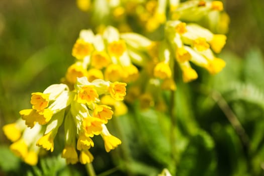 More about Primula veris