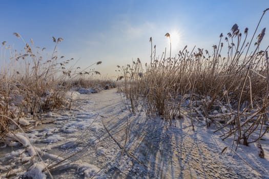lake in winter. Location: Comana Natural Park, Romania.