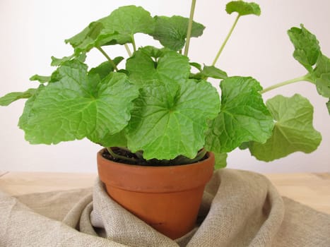 Japanese horseradish,wasabi,wasabia japonica,in a flower pot