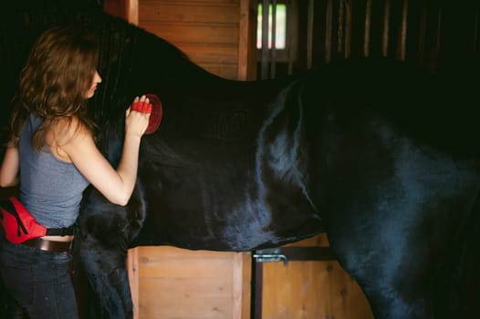 woman horseman cleans from dirt with brush Friesian horse in stables on farm, taking care of purebred pets