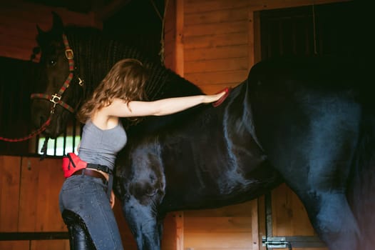 woman horseman cleans from dirt with brush Friesian horse in stables on farm, taking care of purebred pets