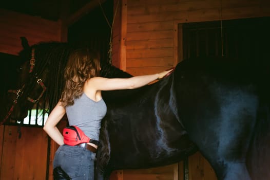 woman horseman cleans from dirt with brush Friesian horse in stables on farm, taking care of purebred pets