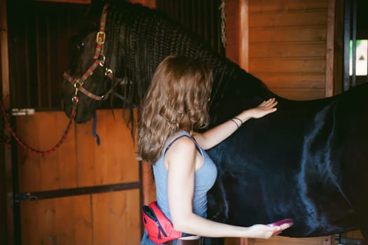 woman horseman cleans from dirt with brush Friesian horse in stables on farm, taking care of purebred pets